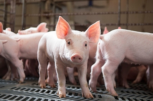 Giá thịt lợn hôm nay 31/12 tiếp tục tăng nhẹ tại một số địa phương