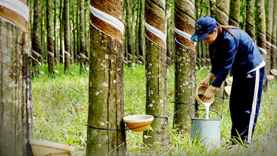 Cập nhật giá cao su hôm nay 05/01/2022: Tăng mạnh toàn thị trường châu Á