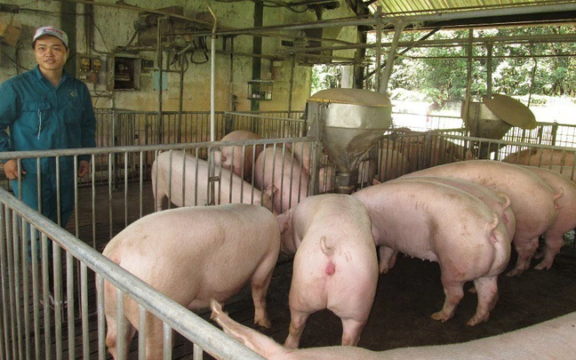 Cập nhật giá lợn hơi hôm nay 13/01/2021: Tiếp đà tăng trên cả nước