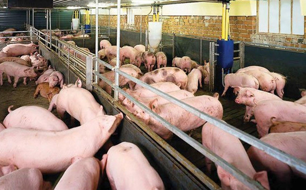 Cập nhật giá lợn hơi hôm nay 14/01/2022: Tăng nhẹ ở nhiều nơi