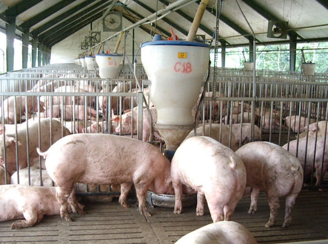 Cập nhật giá lợn hơi hôm nay 16/01/2022: Đồng loạt tăng