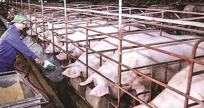 Cập nhật giá lợn hơi hôm nay 18/01/2022: Tăng rải rác tại một số tỉnh thành
