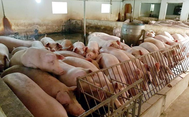 Cập nhật giá lợn hơi hôm nay 20/01/2022: Tăng mạnh trên toàn quốc