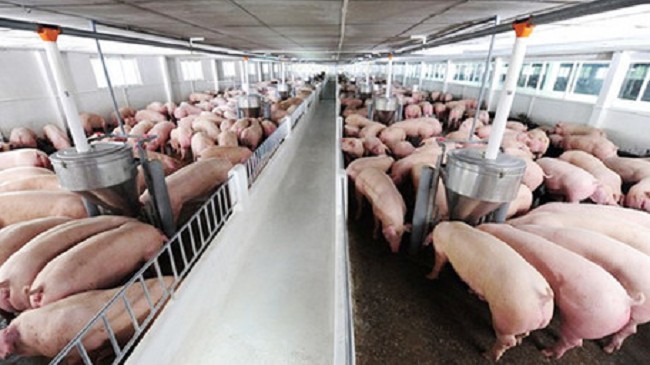 Cập nhật giá lợn hơi hôm nay 24/01/2022: Tăng nhẹ tại hai miền Bắc - Nam