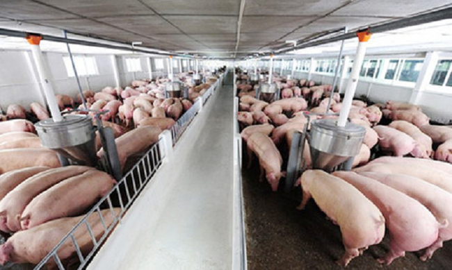 Cập nhật giá lợn hơi hôm nay 24/01/2022: Tăng nhẹ tại hai miền Bắc - Nam