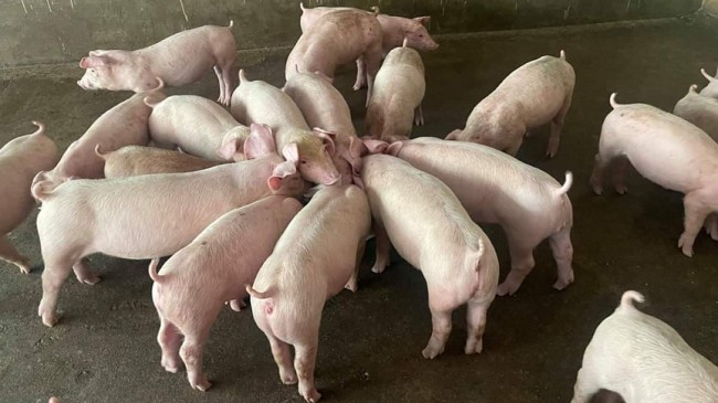 Cập nhật giá lợn hơi hôm nay 25/01/2022: Tiếp đà tăng trên toàn quốc