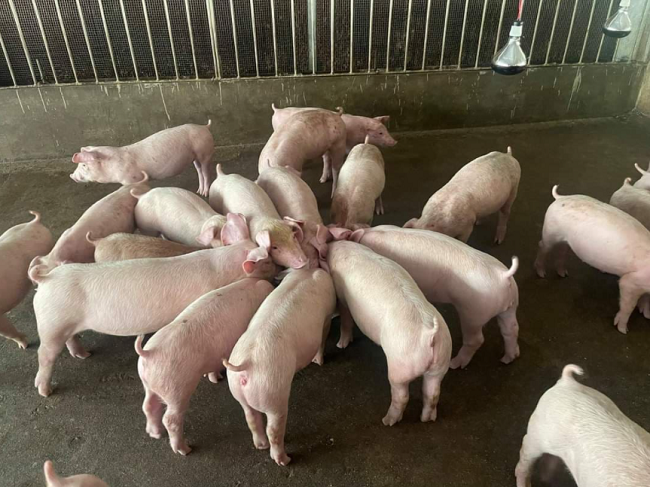 Cập nhật giá lợn hơi hôm nay 25/01/2022: Tiếp đà tăng trên toàn quốc