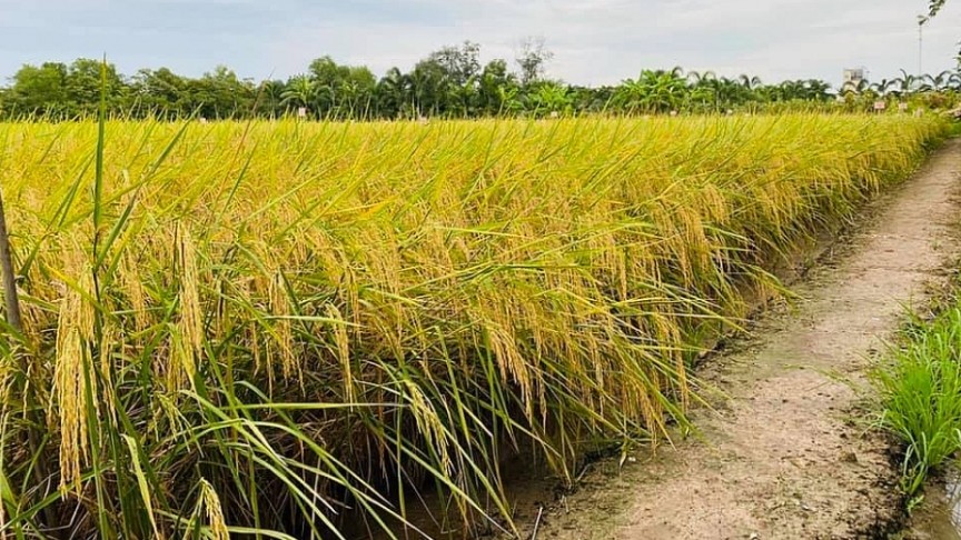 Cập nhật giá lúa gạo hôm nay 25/01/2022: Giá lúa giảm 100 đồng