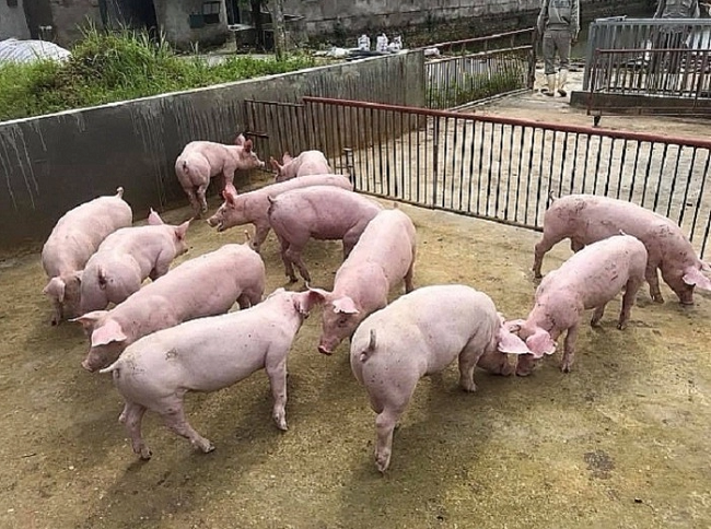 Cập nhật giá lợn hơi hôm nay 26/01/2022: Tăng rải rác tại ba miền
