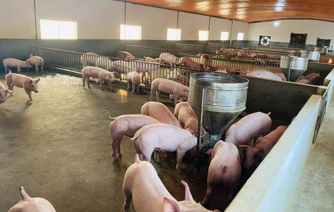 Cập nhật giá lợn hơi hôm nay 27/01/2022: Tiếp đà tăng tại hai miền Trung - Nam