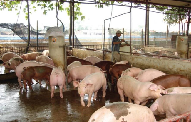 Cập nhật giá lợn hơi hôm nay 06/02/2022: Tăng trở lại