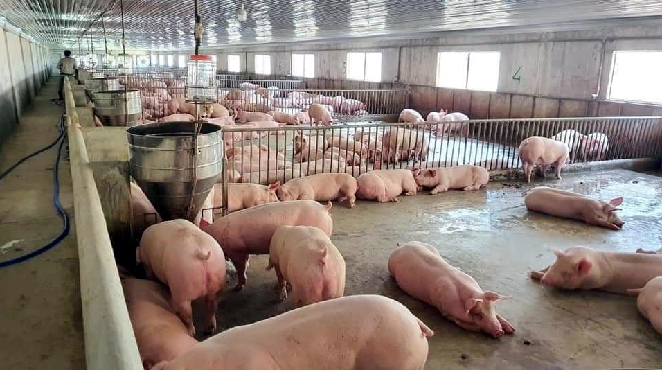 Cập nhật giá lợn hơi hôm nay 07/02/2022: Tiếp đà tăng nhẹ