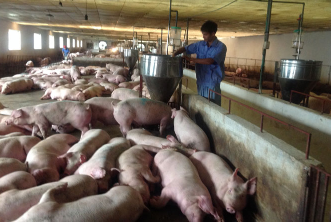 Cập nhật giá lợn hơi hôm nay 09/02/2022: Giảm mạnh tại miền Bắc