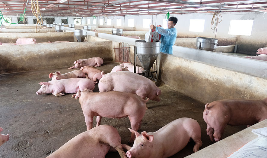 Cập nhật giá lợn hơi hôm nay 10/02/2022: Tăng rải rác tại miền Nam