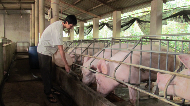 Cập nhật giá lợn hơi hôm nay 11/02/2022: Chững lại trên toàn quốc