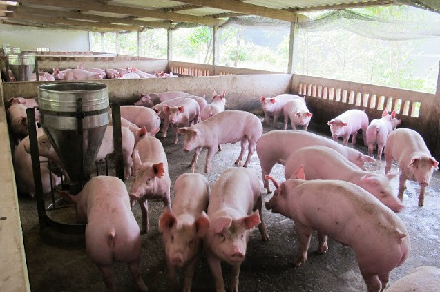 Cập nhật giá lợn hơi hôm nay 15/02/2022: Quay đầu giảm trên toàn quốc