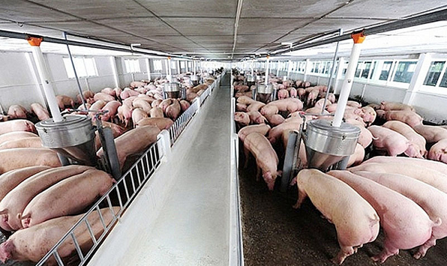Cập nhật giá lợn hơi hôm nay 19/0/2022: Chưa xuất hiện điều chỉnh