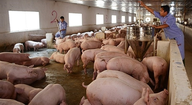 Cập nhật giá lợn hơi hôm nay 21/02/2022: Đi ngang tại nhiều địa phương