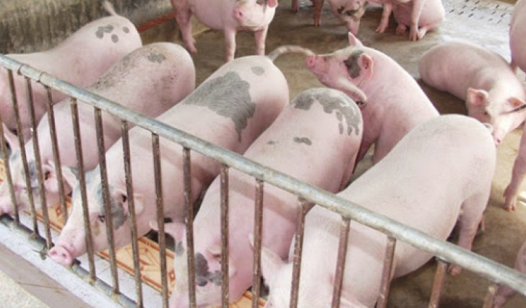 Cập nhật giá lợn hơi hôm nay 23/02/2022: Điều chỉnh giảm tại miền Bắc