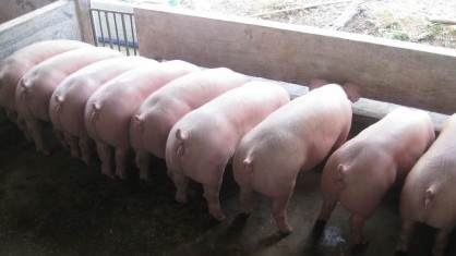 Cập nhật giá lợn hơi hôm nay 16/4/2022: Tăng mạnh tại hai miền Trung - Nam
