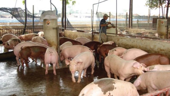 Cập nhật giá lợn hơi hôm nay 17/4/2022: Tăng mạnh tại miền Trung