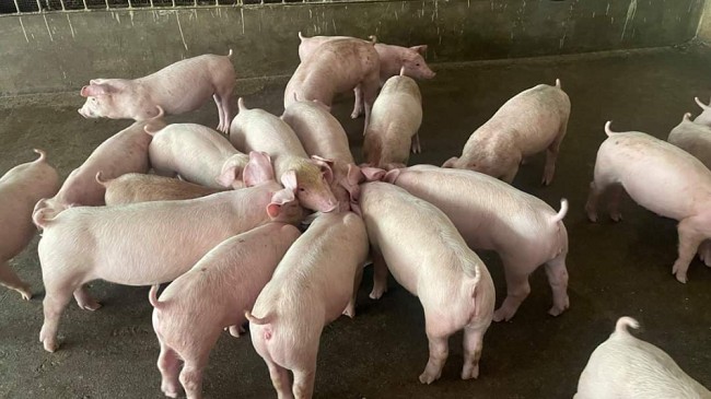 Cập nhật giá lợn hơi hôm nay 20/4/2022: Giảm nhẹ tại miền Trung
