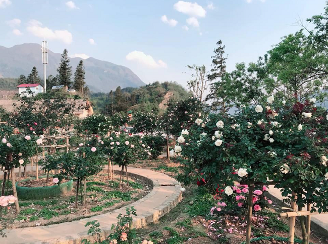 Vườn hồng cổ Sa Pa