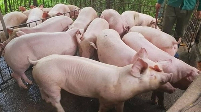 Cập nhật giá lợn hơi hôm nay 27/4/2022: Đảo chiều tăng trên toàn quốc