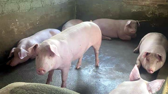 Cập nhật giá lợn hơi hôm nay 28/4/2022: Đồng loạt chững giá trên cả nước