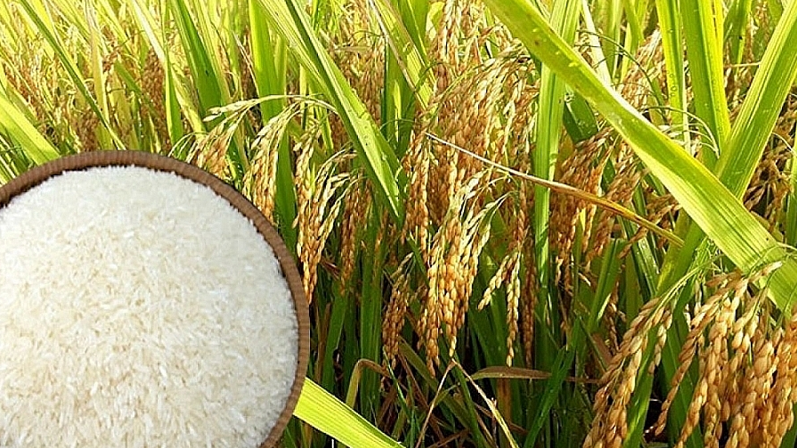 Cập nhật giá lúa gạo hôm nay 13/5/2022: Giá lúa tăng giảm trái chiều