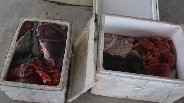 Phú Thọ: Ngăn chặn kịp thời 130 kg nội tạng động vật đã biến dạng