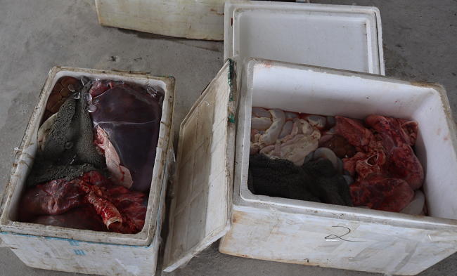 Phú Thọ: Ngăn chặn kịp thời 130 kg nội tạng động vật đã biến dạng