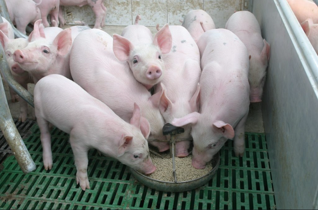 Cập nhật giá lợn hơi hôm nay 14/5/2022: Đồng loạt tăng nhẹ