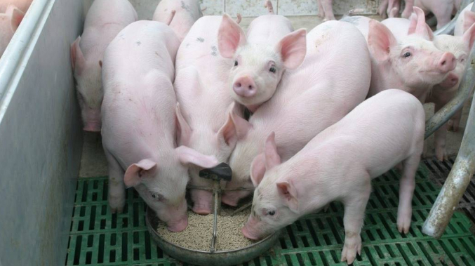 Cập nhật giá lợn hơi hôm nay 22/5/2022: Tăng nhẹ tại miền Nam