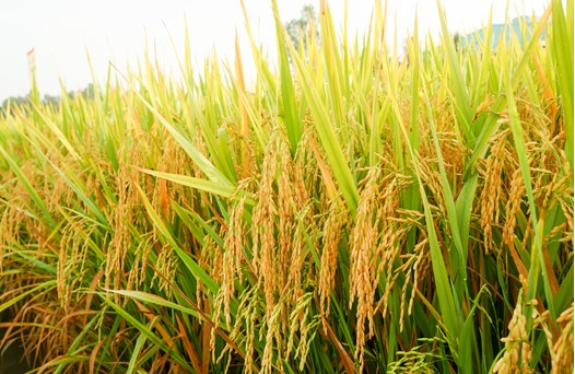 Cập nhật giá lúa gạo hôm nay 25/5/2022: Giá lúa Hè thu ở mức thấp