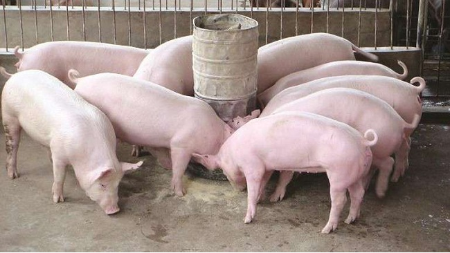Cập nhật giá lợn hơi hôm nay 8/6/2022: Tiếp tục giảm nhẹ tại miền Nam