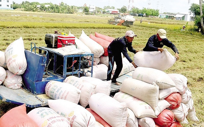 Cập nhật giá lúa gạo hôm nay 9/6/2022: Ổn định toàn thị trường