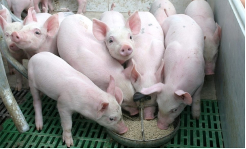 Cập nhật giá lợn hơi hôm nay 12/6/2022: Giảm mạnh toàn thị trường