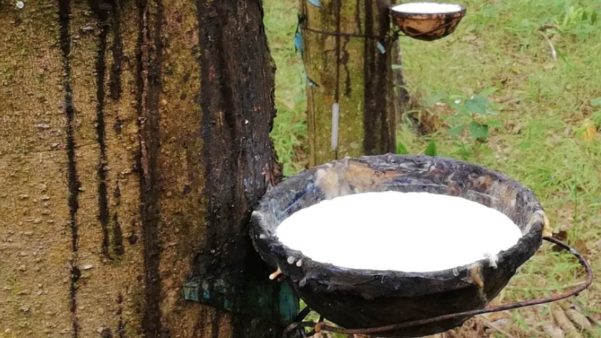 Cập nhật giá cao su hôm nay 14/6/2022: Lao dốc toàn thị trường