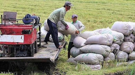 Cập nhật giá lúa gạo hôm nay 16/6/2022: Giá lúa Hè thu tăng 100 – 200 đồng/kg