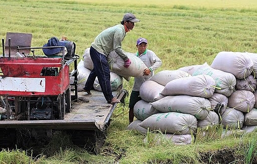 Cập nhật giá lúa gạo hôm nay 16/6/2022: Giá lúa Hè thu tăng 100 – 200 đồng/kg