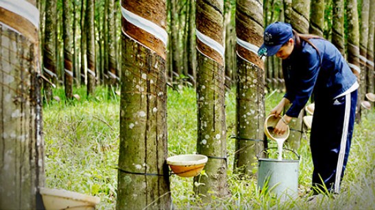 Cập nhật giá cao su hôm nay 16/6/2022: Quay đầu giảm vì lo ngại lạm phát