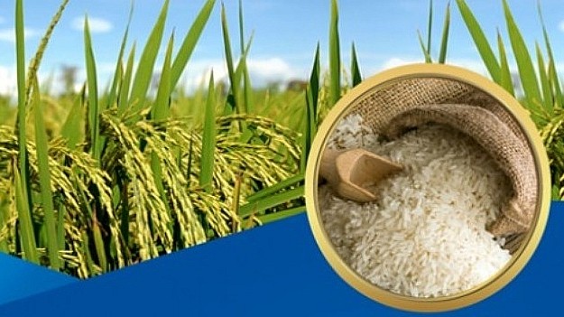 Giá lúa gạo hôm nay 21/6/2022: Giá lúa tăng 200 đồng/kg
