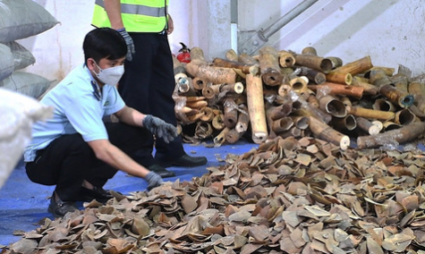 Đà Nẵng: Bắt tạm giam bị can vụ buôn lậu ngà voi, vảy tê tê
