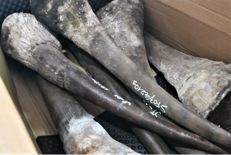 Đà Nẵng: Bắt tạm giam bị can vụ buôn lậu ngà voi, vảy tê tê