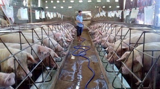 Giá lợn hơi hôm nay 24/6/2022: Biến động trái chiều