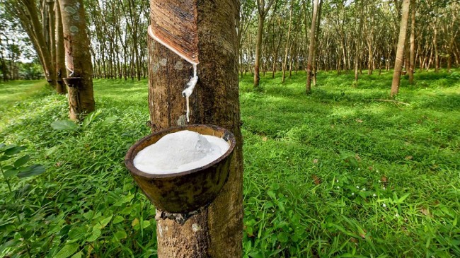 Giá cao su hôm nay 24/6/2022: Tăng nhẹ trên Sàn Thượng Hải