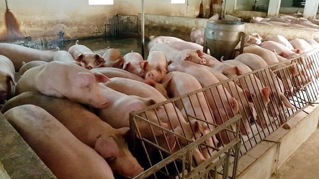 Giá lợn hơi hôm nay 25/6/2022: Tăng nhẹ tại hai miền Bắc – Nam