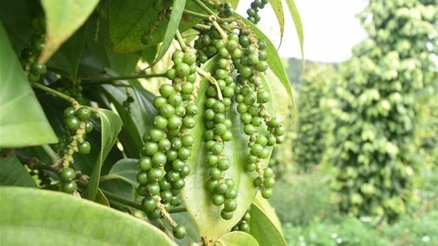 Giá hồ tiêu hôm nay 27/6/2022: Không xuất hiện điều chỉnh mới