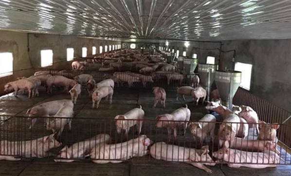 Giá lợn hơi hôm nay 27/6/2022: Tăng nhẹ rải rác tại một vài nơi